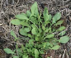 Attēlu rezultāti vaicājumam “Rumex acetosa leaf”