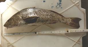 Image result for Menticirrhus americanus