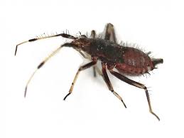 Attēlu rezultāti vaicājumam “Deraeocoris ruber”