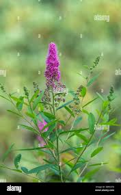 Attēlu rezultāti vaicājumam “Spiraea salicifolia”