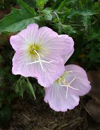 Attēlu rezultāti vaicājumam “Onagraceae”