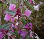 Elegant <b>Clarkia</b>.