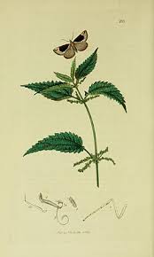 Attēlu rezultāti vaicājumam “Hypena crassalis”