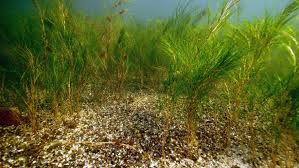 Attēlu rezultāti vaicājumam “Stuckenia filiformis bud”