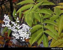 Attēlu rezultāti vaicājumam “Sambucus”