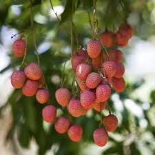 Image result for Litchi chinensis