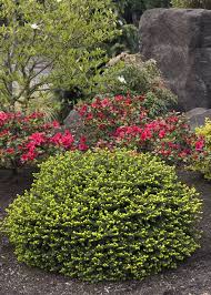 Attēlu rezultāti vaicājumam “Picea abies female flower”