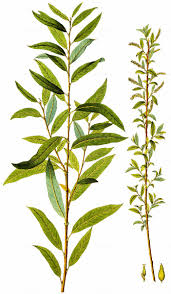 Attēlu rezultāti vaicājumam “Salix triandra”