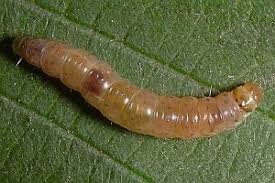 Attēlu rezultāti vaicājumam “Epinotia immundana”