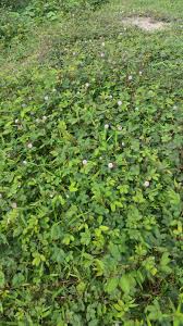 Image result for pohon semalu images