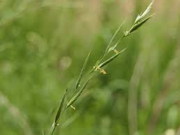 Attēlu rezultāti vaicājumam “Brachypodium pinnatum”