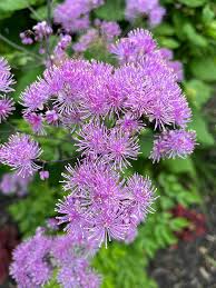 Attēlu rezultāti vaicājumam “Thalictrum aquilegifolium”