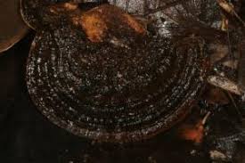 Attēlu rezultāti vaicājumam “Phellinus nigricans”