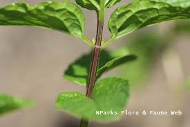 Attēlu rezultāti vaicājumam “Mentha spicata leaf”
