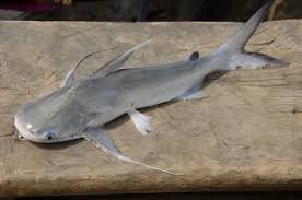 Image result for Bagre marinus