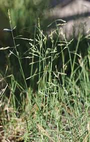 Attēlu rezultāti vaicājumam “Puccinellia distans”