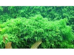 Attēlu rezultāti vaicājumam “Plagiomnium affine”