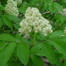 Attēlu rezultāti vaicājumam “Sambucus racemosa”