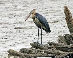 Attēlu rezultāti vaicājumam “Ciconiiformes”
