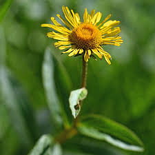 Image result for Inula hirta