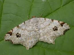 Attēlu rezultāti vaicājumam “Macaria alternata”