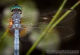 Attēlu rezultāti vaicājumam “Dianema nivale macro”