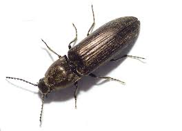 Attēlu rezultāti vaicājumam “Cidnopus aeruginosus”