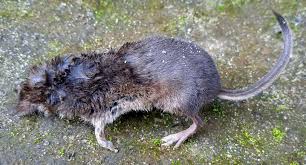 Attēlu rezultāti vaicājumam “Sorex araneus”