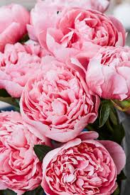 Image result for Pfingstrose