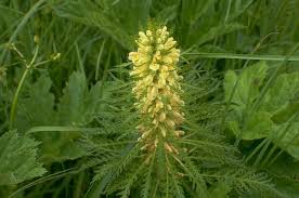 Attēlu rezultāti vaicājumam “Pedicularis sceptrum-carolinum leaf”