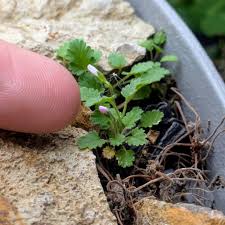 Attēlu rezultāti vaicājumam “Conardia compacta macro”