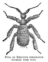 Attēlu rezultāti vaicājumam “Reduvius personatus”