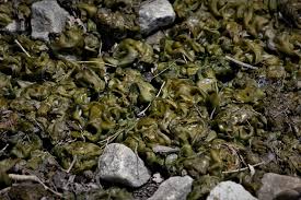 Attēlu rezultāti vaicājumam “Nostoc pruniforme macro”