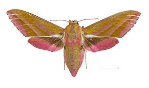 Attēlu rezultāti vaicājumam “Deilephila elpenor imago”