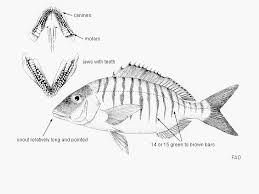 Image result for Lithognathus lithognathus