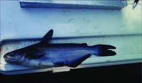 Image result for Ictalurus furcatus