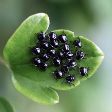 Attēlu rezultāti vaicājumam “Palomena prasina nymph”