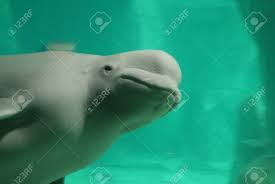 Image result for Delphinapterus leucas