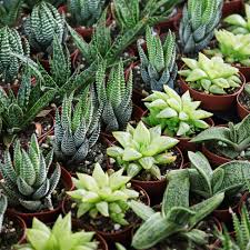 Image result for Haworthia mix