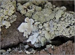 Attēlu rezultāti vaicājumam “Parmeliopsis ambigua”