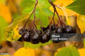 Attēlu rezultāti vaicājumam “Aronia melanocarpa fruit”