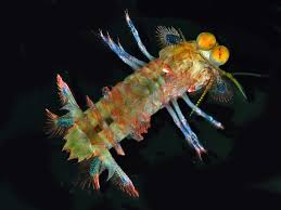 Attēlu rezultāti vaicājumam “Platyptilia gonodactyla imago”