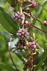 Attēlu rezultāti vaicājumam “Cuscuta europaea fruit”