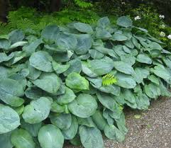 Image result for Hosta sieboldiana 'Elegans'