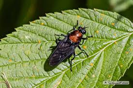 Attēlu rezultāti vaicājumam “Clitellaria ephippium”