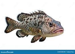 Image result for Mycteroperca phenax