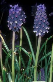 Attēlu rezultāti vaicājumam “Muscari neglectum”