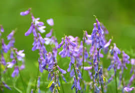 Attēlu rezultāti vaicājumam “Vicia tenuifolia flower”