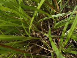 Attēlu rezultāti vaicājumam “Carex spicata”