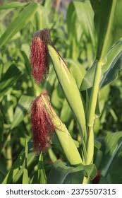 Attēlu rezultāti vaicājumam “Zea mays female flower”